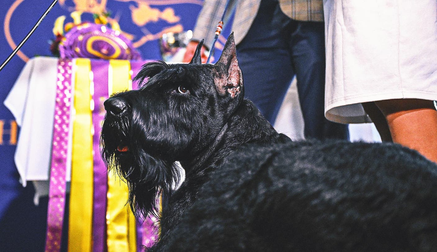 胜天国际app官网入口 - 2026 威斯敏斯特犬展官方指南：赛程、观看方式与看点全解析 | 胜天国际